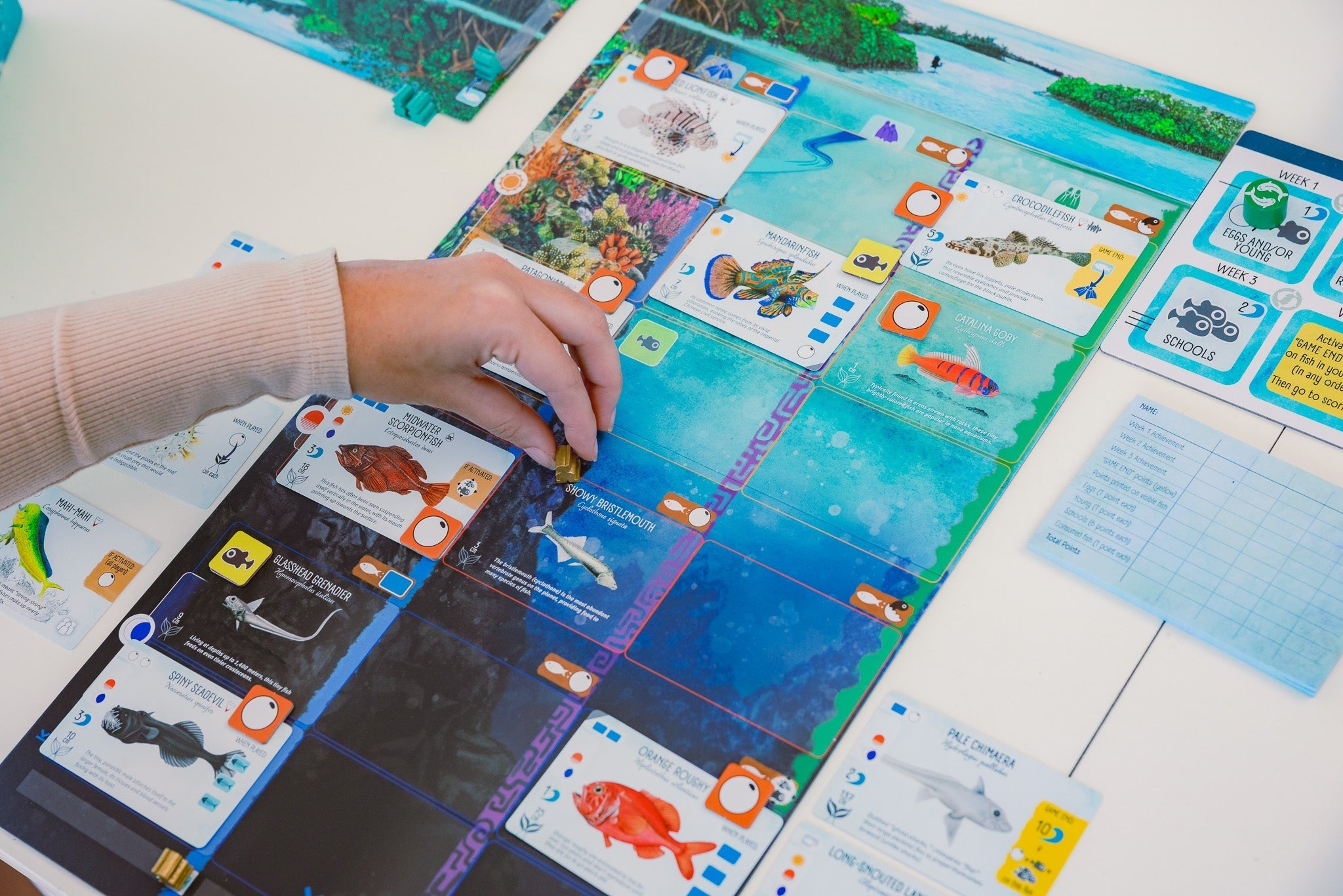 Finspan Board Game MK87M3JHQ7 |77234|